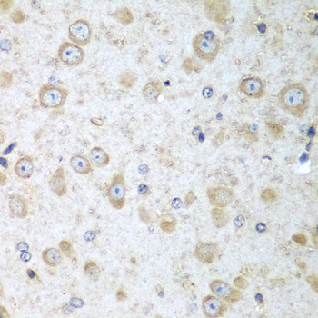 TRH / Thyrotropin Releasing Hormone Antibody - Immunohistochemistry of paraffin-embedded mouse brain tissue.