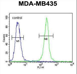 TRHDE Antibody - TRHDE Antibody flow cytometry of MDA-MB435 cells (right histogram) compared to a negative control cell (left histogram). FITC-conjugated goat-anti-rabbit secondary antibodies were used for the analysis.