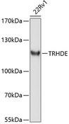 TRHDE Antibody - Western blot analysis of extracts of 22Rv1 cells using TRHDE Polyclonal Antibody at dilution of 1:1000.