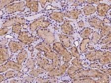 TRIAP1 Antibody - Immunochemical staining of human TRIAP1 in human kidney with rabbit polyclonal antibody at 1:100 dilution, formalin-fixed paraffin embedded sections.