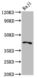 TRIB1 Antibody - Positive Western Blot detected in Raji whole cell lysate. All lanes: TRIB1 antibody at 4.3 µg/ml Secondary Goat polyclonal to rabbit IgG at 1/50000 dilution. Predicted band size: 42, 24 KDa. Observed band size: 42 KDa