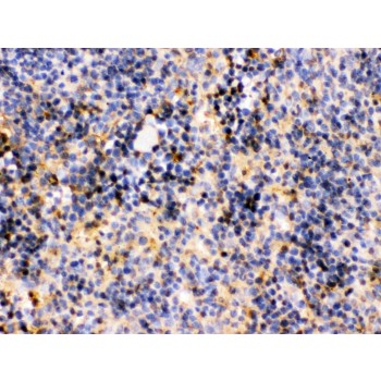TRIB2 Antibody - TRIB2 was detected in paraffin-embedded sections of mouse spleen tissues using rabbit anti- TRIB2 Antigen Affinity purified polyclonal antibody at 1 ug/mL. The immunohistochemical section was developed using SABC method.