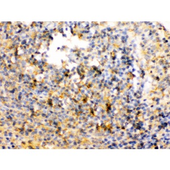 TRIB2 Antibody - TRIB2 was detected in paraffin-embedded sections of rat spleen tissues using rabbit anti- TRIB2 Antigen Affinity purified polyclonal antibody at 1 ug/mL. The immunohistochemical section was developed using SABC method.