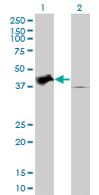 TRIB2 Antibody - Western blot of TRIB2 expression in transfected 293T cell line by TRIB2 monoclonal antibody (M04), clone 1B1.