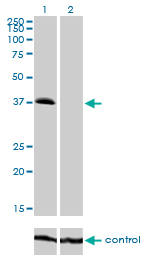 TRIB2 Antibody - Western blot of TRIB2 over-expressed 293 cell line, cotransfected with TRIB2 Validated Chimera RNAi (Lane 2) or non-transfected control (Lane 1). Blot probed with TRIB2 monoclonal antibody, clone 1B1. GAPDH ( 36.1 kD ) used as specificity.