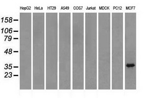 TRIB2 Antibody - Western blot of extracts (35 ug) from 9 different cell lines by using anti-TRIB2 monoclonal antibody.