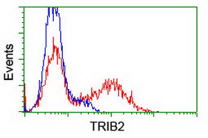 TRIB2 Antibody - HEK293T cells transfected with either overexpress plasmid (Red) or empty vector control plasmid (Blue) were immunostained by anti-TRIB2 antibody, and then analyzed by flow cytometry.
