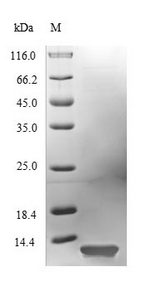 rodA / Hydrophobin Protein - (Tris-Glycine gel) Discontinuous SDS-PAGE (reduced) with 5% enrichment gel and 15% separation gel.