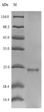 rodA / Hydrophobin Protein - (Tris-Glycine gel) Discontinuous SDS-PAGE (reduced) with 5% enrichment gel and 15% separation gel.