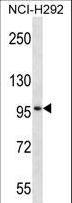 TRIM1 / MID2 Antibody - MID2 Antibody western blot of NCI-H292 cell line lysates (35 ug/lane). The MID2 antibody detected the MID2 protein (arrow).