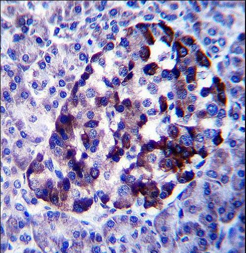 TRIM1 / MID2 Antibody - MID2 Antibody immunohistochemistry of formalin-fixed and paraffin-embedded human pancreas tissue followed by peroxidase-conjugated secondary antibody and DAB staining.