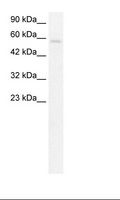 TRIM10 Antibody - HepG2 Cell Lysate.  This image was taken for the unconjugated form of this product. Other forms have not been tested.