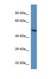 TRIM11 Antibody - TRIM11 antibody Western blot of Mouse Heart lysate. Antibody concentration 1 ug/ml. This image was taken for the unconjugated form of this product. Other forms have not been tested.