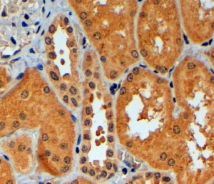 TRIM11 Antibody - Goat Anti-TRIM11 Antibody (4µg/ml) staining of paraffin embedded Human Kidney. Steamed antigen retrieval with citrate buffer pH 6, HRP-staining.