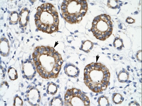 TRIM13 Antibody - Human Kidney.  This image was taken for the unconjugated form of this product. Other forms have not been tested.