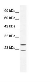 TRIM14 Antibody - HepG2 Cell Lysate.  This image was taken for the unconjugated form of this product. Other forms have not been tested.
