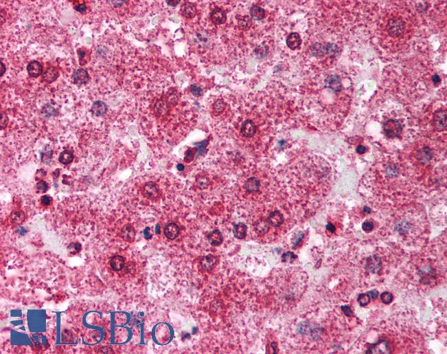 TRIM14 Antibody - Anti-TRIM14 antibody IHC of human liver. Immunohistochemistry of formalin-fixed, paraffin-embedded tissue after heat-induced antigen retrieval. Antibody concentration 5 ug/ml.  This image was taken for the unconjugated form of this product. Other forms have not been tested.