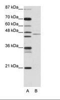 TRIM14 Antibody - A: Marker, B: Jurkat Cell Lysate.  This image was taken for the unconjugated form of this product. Other forms have not been tested.