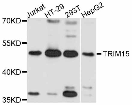 TRIM15 Antibody - Western blot analysis of extracts of various cell lines, using TRIM15 antibody at 1:3000 dilution. The secondary antibody used was an HRP Goat Anti-Rabbit IgG (H+L) at 1:10000 dilution. Lysates were loaded 25ug per lane and 3% nonfat dry milk in TBST was used for blocking. An ECL Kit was used for detection and the exposure time was 10s.