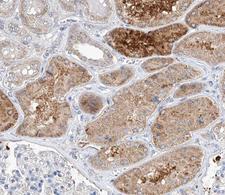 TRIM16 Antibody - 1:100 staining human kidney tissue by IHC-P. The tissue was formaldehyde fixed and a heat mediated antigen retrieval step in citrate buffer was performed. The tissue was then blocked and incubated with the antibody for 1.5 hours at 22°C. An HRP conjugated goat anti-rabbit antibody was used as the secondary.