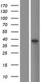 TRIM16L Protein - Western validation with an anti-DDK antibody * L: Control HEK293 lysate R: Over-expression lysate