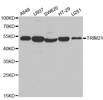 TRIM21 / RO52 Antibody - Western blot analysis of extracts of various cell lines.