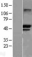 TRIM21 / RO52 Protein - Western validation with an anti-DDK antibody * L: Control HEK293 lysate R: Over-expression lysate