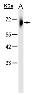 TRIM23 Antibody - Sample (30 ug of whole cell lysate). A: HeLa S3. 10% SDS PAGE. TRIM23 antibody diluted at 1:1000