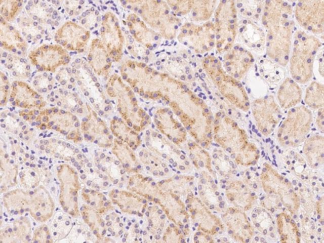 TRIM23 Antibody - Immunochemical staining of human TRIM23 in human kidney with rabbit polyclonal antibody at 1:500 dilution, formalin-fixed paraffin embedded sections.