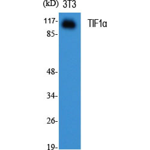 TRIM24 / TIF1 Antibody - Western blot of TIF1alpha antibody