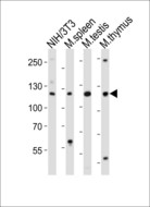 TRIM24 / TIF1 Antibody - Western blot of lysates from mouse NIH/3T3 cell line, mouse spleen, mouse testis, mouse thymus tissue lysate (from left to right) with Trim24 Antibody. Antibody was diluted at 1:1000 at each lane. A goat anti-rabbit IgG H&L (HRP) at 1:10000 dilution was used as the secondary antibody. Lysates at 20 ug per lane.
