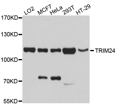 TRIM24 / TIF1 Antibody - Western blot analysis of extracts of various cell lines, using TRIM24 antibody at 1:1000 dilution. The secondary antibody used was an HRP Goat Anti-Rabbit IgG (H+L) at 1:10000 dilution. Lysates were loaded 25ug per lane and 3% nonfat dry milk in TBST was used for blocking. An ECL Kit was used for detection and the exposure time was 10s.