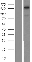 TRIM24 / TIF1 Protein - Western validation with an anti-DDK antibody * L: Control HEK293 lysate R: Over-expression lysate