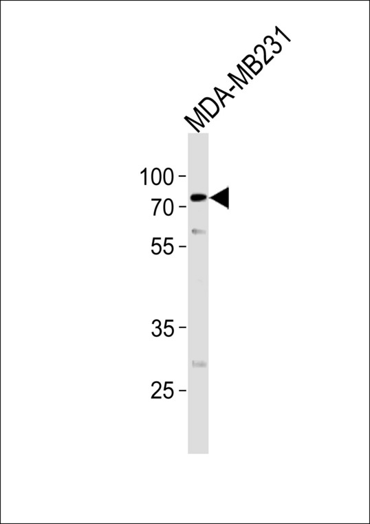 TRIM25 Antibody - TRIM25 Antibody western blot of MDA-MB231 cell line lysates (35 ug/lane). The TRIM25 antibody detected the TRIM25 protein (arrow).