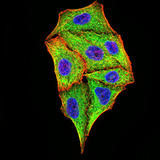 TRIM25 Antibody - Immunofluorescence analysis of Hela cells using TRIM25 mouse mAb (green). Blue: DRAQ5 fluorescent DNA dye. Red: Actin filaments have been labeled with Alexa Fluor- 555 phalloidin. Secondary antibody from Fisher