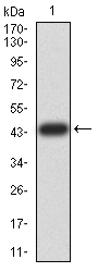 TRIM25 Antibody - Western blot analysis using TRIM25 mAb against human TRIM25 (AA: 211-360) recombinant protein. (Expected MW is 43.5 kDa)