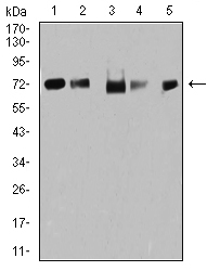 TRIM25 Antibody - Western blot analysis using TRIM25 mouse mAb against MCF-7 (1), Hela (2), K562 (3), A549 (4), and MOLT4 (5) cell lysate.
