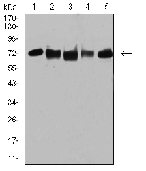 TRIM25 Antibody - Western blot analysis using TRIM25 mouse mAb against MCF-7 (1), MCF-7 (2), K562 (3), A549 (4), and MOLT4 (5) cell lysate.