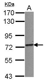 TRIM25 Antibody - Sample (30 ug of whole cell lysate) A: A549 7.5% SDS PAGE TRIM25 antibody diluted at 1:1000