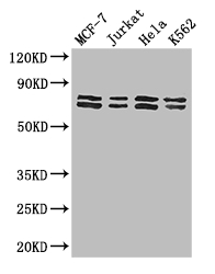 TRIM25 Antibody - Positive WB detected in:MCF-7 whole cell lysate,Jurkat whole cell lysate,Hela whole cell lysate,K562 whole cell lysate;All lanes: TRIM25 antibody at 3ug/ml;Secondary;Goat polyclonal to rabbit IgG at 1/50000 dilution;Predicted band size: 71 kDa;Observed band size: 71,80 kDa;