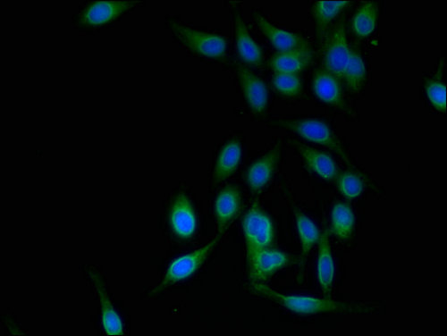 TRIM25 Antibody - Immunofluorescent analysis of Hela cells using TRIM25 Antibody at a dilution of 1:100 and Alexa Fluor 488-congugated AffiniPure Goat Anti-Rabbit IgG(H+L)