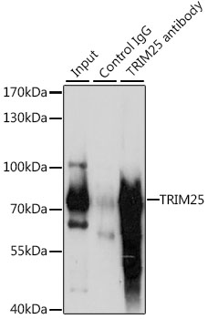 TRIM25 Antibody - Immunoprecipitation analysis of 200ug extracts of HepG2 cells, using 3 ug TRIM25 antibody. Western blot was performed from the immunoprecipitate using TRIM25 antibody at a dilition of 1:1000.