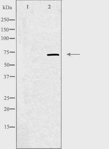 TRIM25 Antibody - Western blot analysis of extracts of K562 cells using ZNF147 antibody. The lane on the left is treated with the antigen-specific peptide.