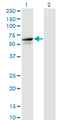TRIM26 Antibody - Western Blot analysis of TRIM26 expression in transfected 293T cell line by TRIM26 monoclonal antibody (M01), clone 1G3.Lane 1: TRIM26 transfected lysate (Predicted MW: 62.2 KDa).Lane 2: Non-transfected lysate.