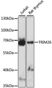 TRIM26 Antibody - Western blot analysis of extracts of various cell lines, using TRIM26 antibody at 1:1000 dilution. The secondary antibody used was an HRP Goat Anti-Rabbit IgG (H+L) at 1:10000 dilution. Lysates were loaded 25ug per lane and 3% nonfat dry milk in TBST was used for blocking. An ECL Kit was used for detection and the exposure time was 60s.