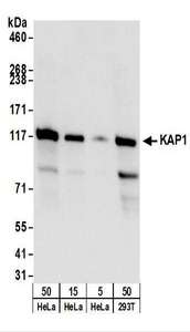 TRIM28 / KAP1 Antibody - Detection of Human KAP1 by Western Blot. Samples: Whole cell lysate from HeLa (5, 15, 50 ug), and 293T (50 ug) cells. Antibodies: Affinity purified rabbit anti-KAP1 antibody used for WB at 0.1 ug/ml. Detection: Chemiluminescence with an exposure time of 3 seconds.
