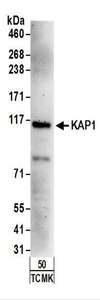 TRIM28 / KAP1 Antibody - Detection of Mouse KAP1 by Western Blot. Samples: Whole cell lysate from TCMK-1 (50 ug) cells. Antibodies: Affinity purified rabbit anti-KAP1 antibody used for WB at 1 ug/ml. Detection: Chemiluminescence with an exposure time of 3 minutes.