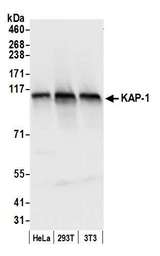 TRIM28 / KAP1 Antibody - Detection of human and mouse KAP-1 by western blot. Samples: Whole cell lysate (50 µg) from HeLa, HEK293T, and mouse NIH 3T3 cells prepared using NETN lysis buffer. Antibody: Affinity purified rabbit anti-KAP-1 antibody used for WB at 0.1 µg/ml. Detection: Chemiluminescence with an exposure time of 1 second.