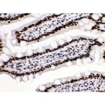 TRIM28 / KAP1 Antibody - KAP1 antibody IHC-paraffin. IHC(P): Rat Intestine Tissue.