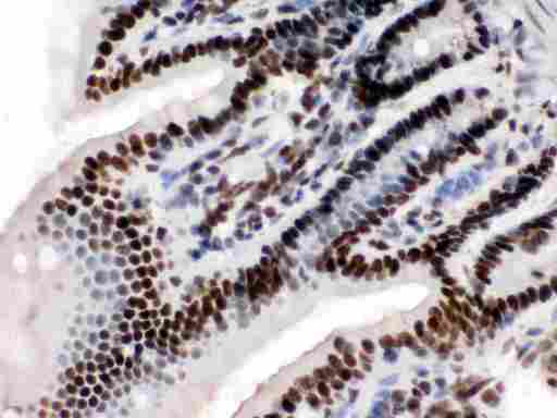 TRIM28 / KAP1 Antibody - Anti-KAP1 Picoband antibody IHC(P): Mouse Intestine Tissue